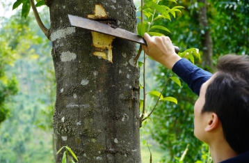 Khát vọng nâng tầm trầm hương Việt của Chiên Đàn